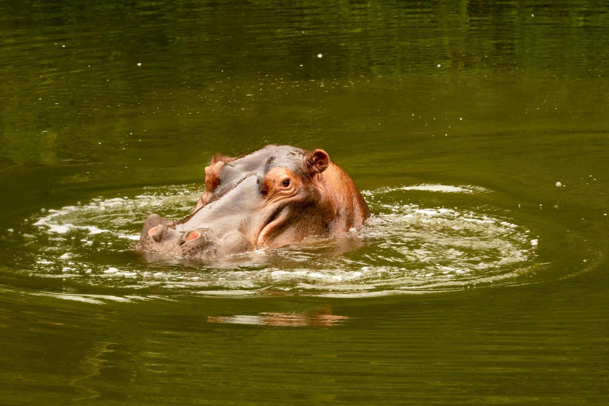 Hopewell Private Game Reserve Buyskloof Eksteriør billede