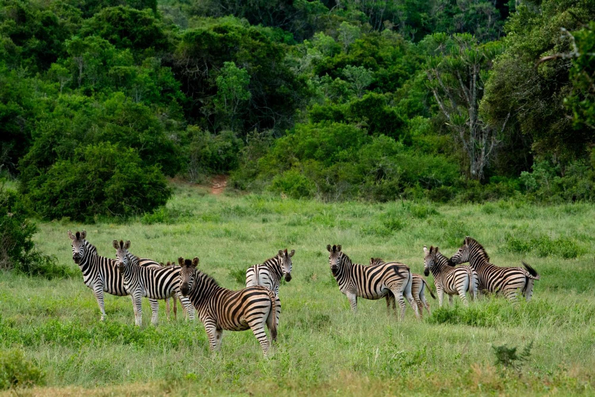 Hopewell Private Game Reserve Buyskloof Eksteriør billede