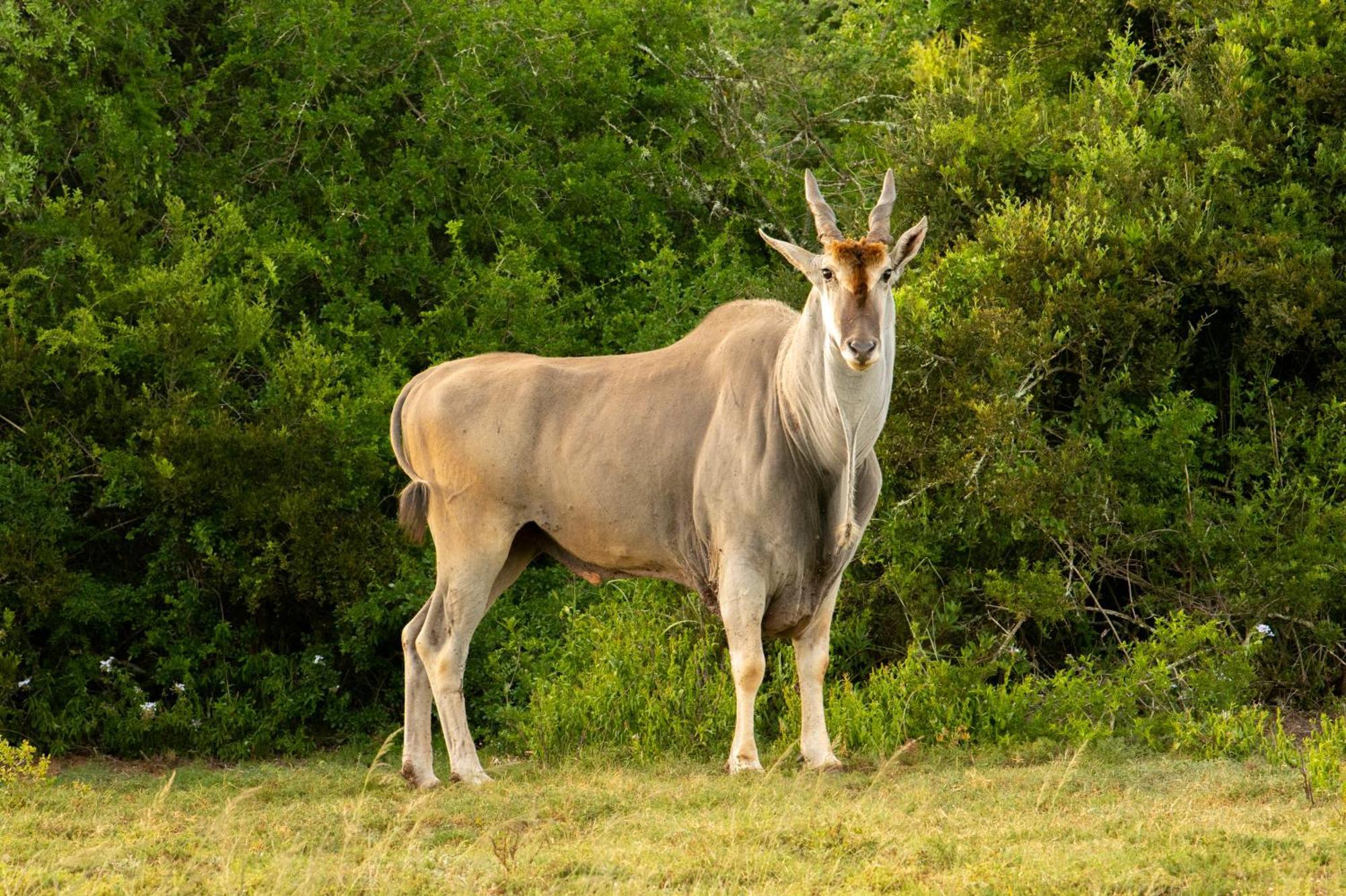 Hopewell Private Game Reserve Buyskloof Eksteriør billede
