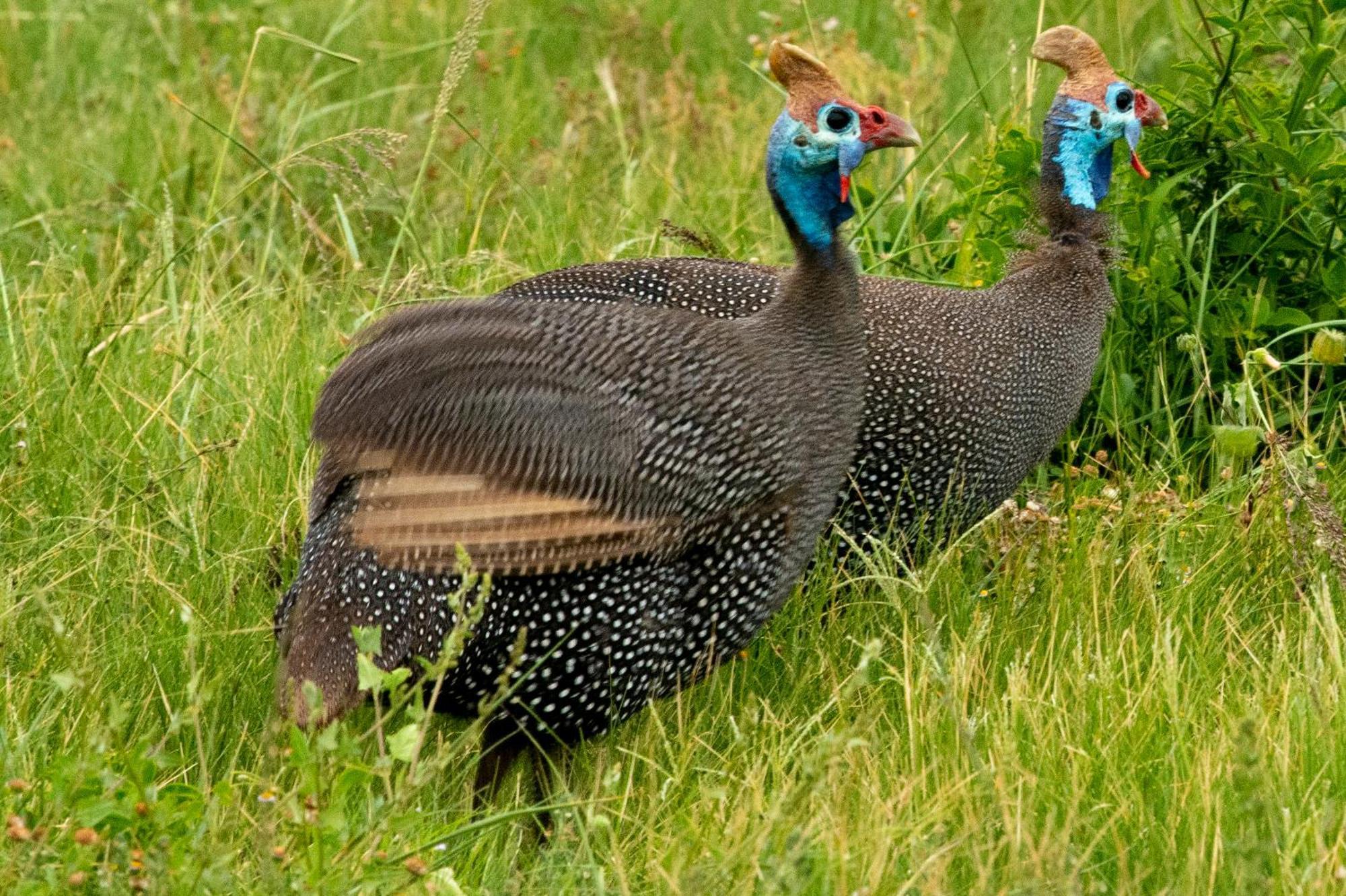 Hopewell Private Game Reserve Buyskloof Eksteriør billede