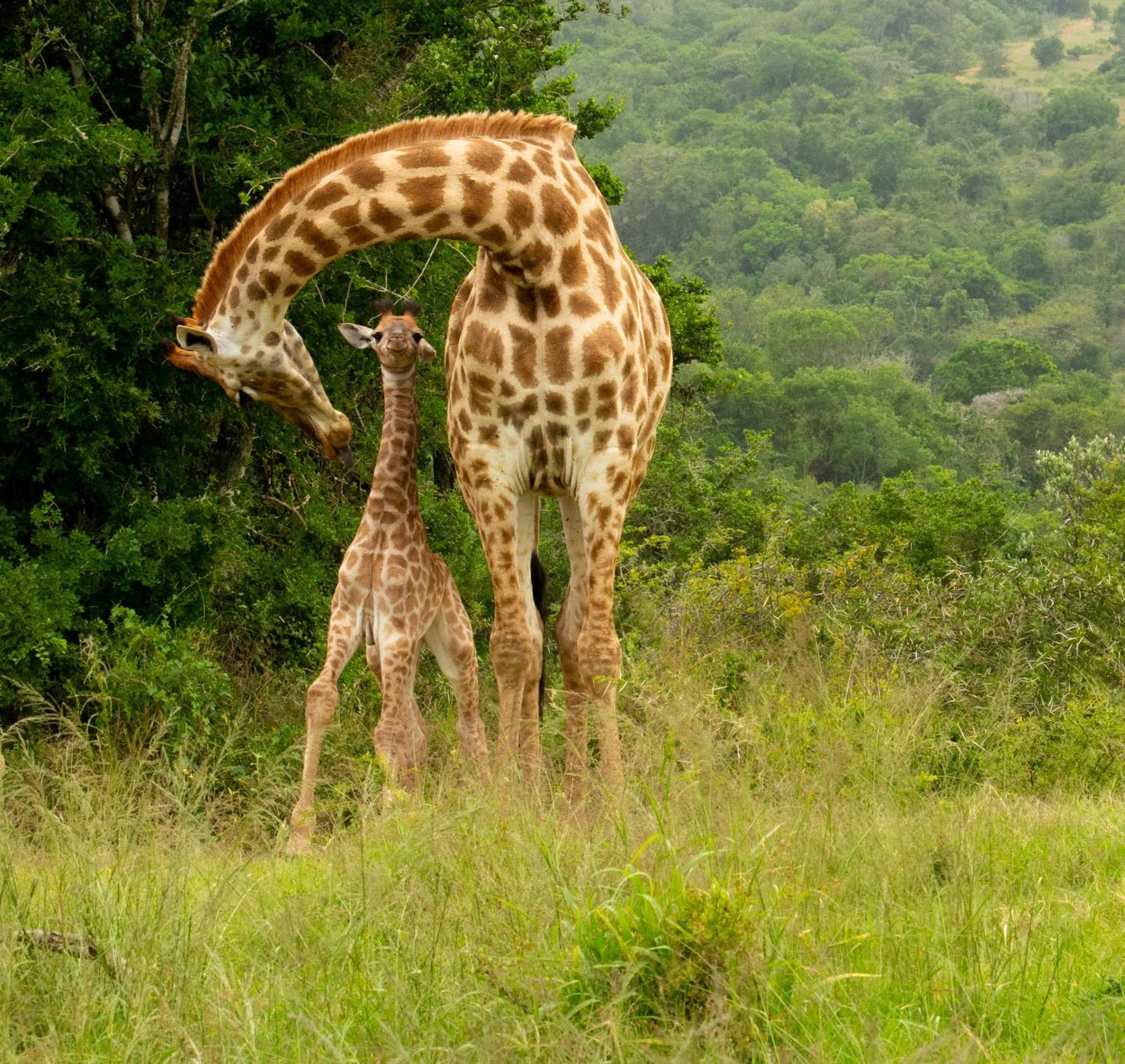Hopewell Private Game Reserve Buyskloof Eksteriør billede