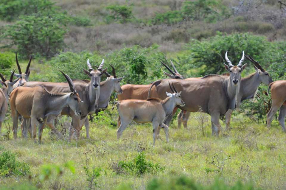 Hopewell Private Game Reserve Buyskloof Eksteriør billede