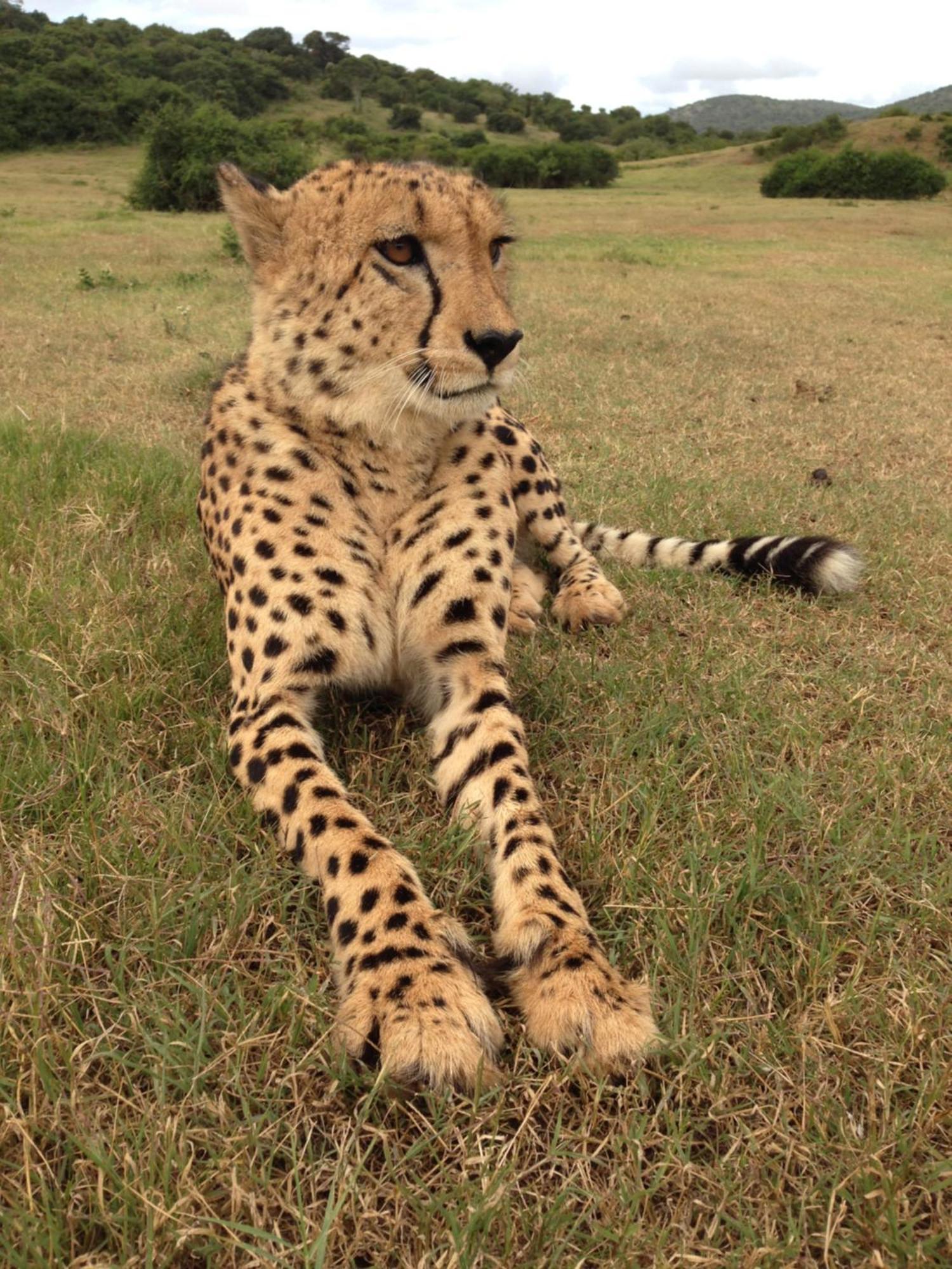 Hopewell Private Game Reserve Buyskloof Eksteriør billede