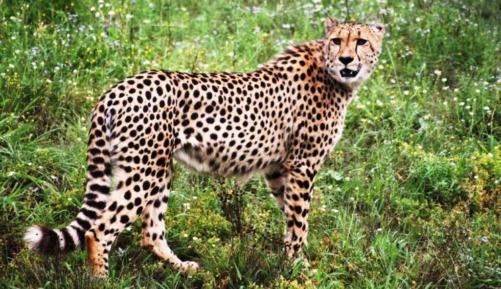 Hopewell Private Game Reserve Buyskloof Eksteriør billede