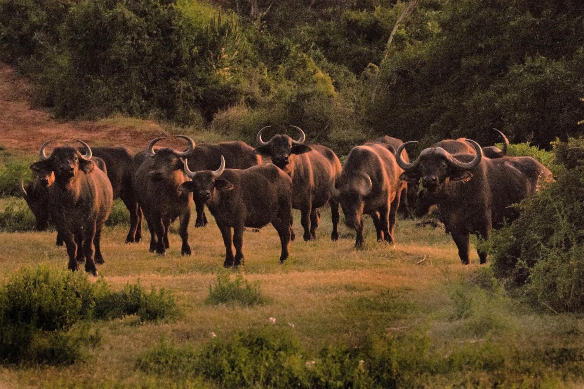 Hopewell Private Game Reserve Buyskloof Eksteriør billede
